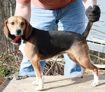 Journeys End Molly's Dolly