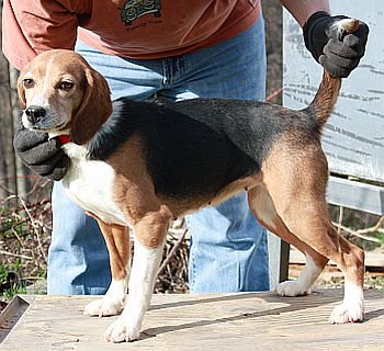 Journeys End Sizzlin Spice